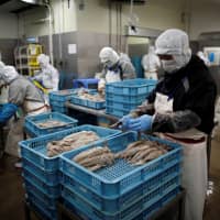 Employees work at a squid processing plant in Sakata, Yamagata Prefecture, on June 5. | REUTERS