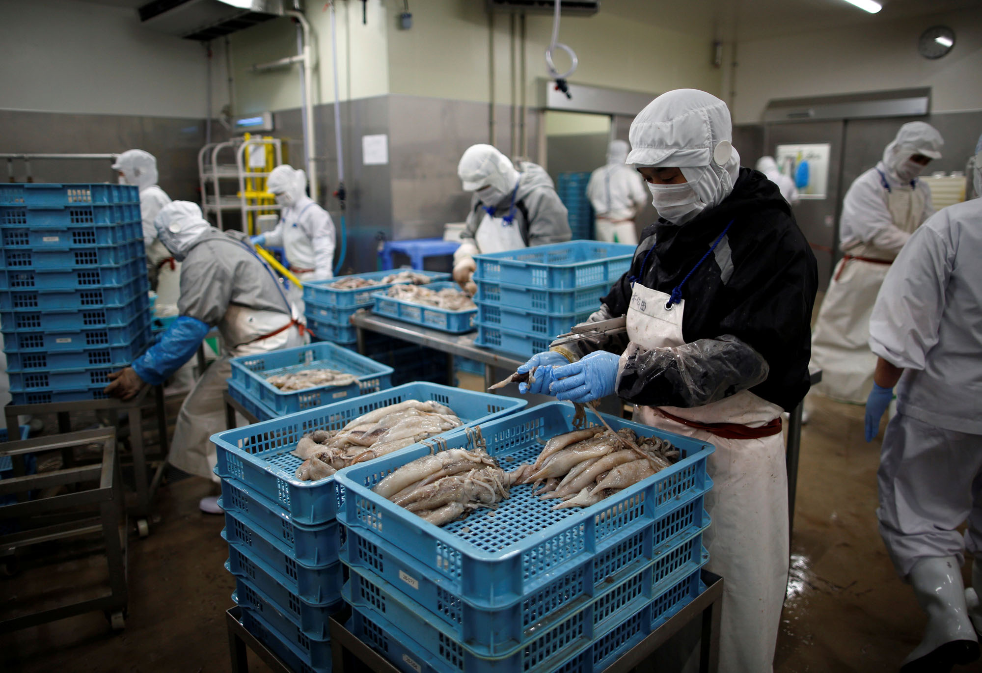 Employees work at a squid processing plant in Sakata, Yamagata Prefecture, on June 5. | REUTERS