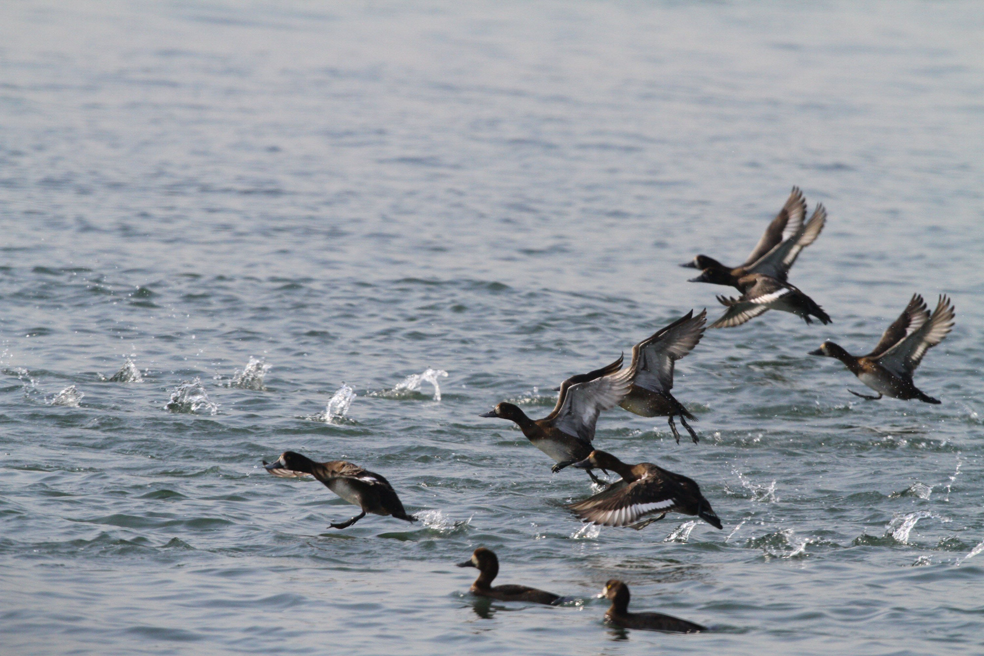 Around 10 percent of the global population of greater scaups migrate to Kasai Kaihin Park for the winter. | TOKYO METROPOLITAN GOVERNMENT BUREAU OF PORT AND HARBOR