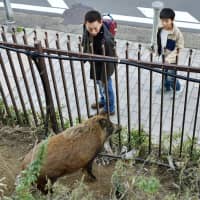 Passersby look at a wild boar that was seen wandering through a residential area of Kobe on Sunday. | KYODO