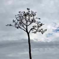 Miracle Pine: A replica of the last tree remaining along the Rikuzentakata coastline after the Great East Japan Earthquake in 2011. | ROBIN LEWIS