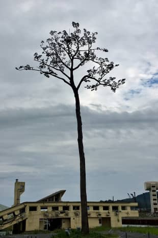 Miracle Pine: A replica of the last tree remaining along the Rikuzentakata coastline after the Great East Japan Earthquake in 2011.