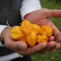 Handyman: Taku Kondo has been farming habanero peppers on his farm in Hyogo Prefecture since 2004. | OSCAR BOYD