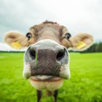The production of meat and dairy products is both highly vulnerable to the effects of climate change and a key contributor to the problem. | GETTY IMAGES