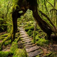 Animated itinerary: The forests of Yakushima island are thought to have inspired the setting of the popular anime film \"Princess Mononoke,\" making it a seiichi junrei (pilgrimage site) for fans of Studio Ghibli. | GETTY IMAGES