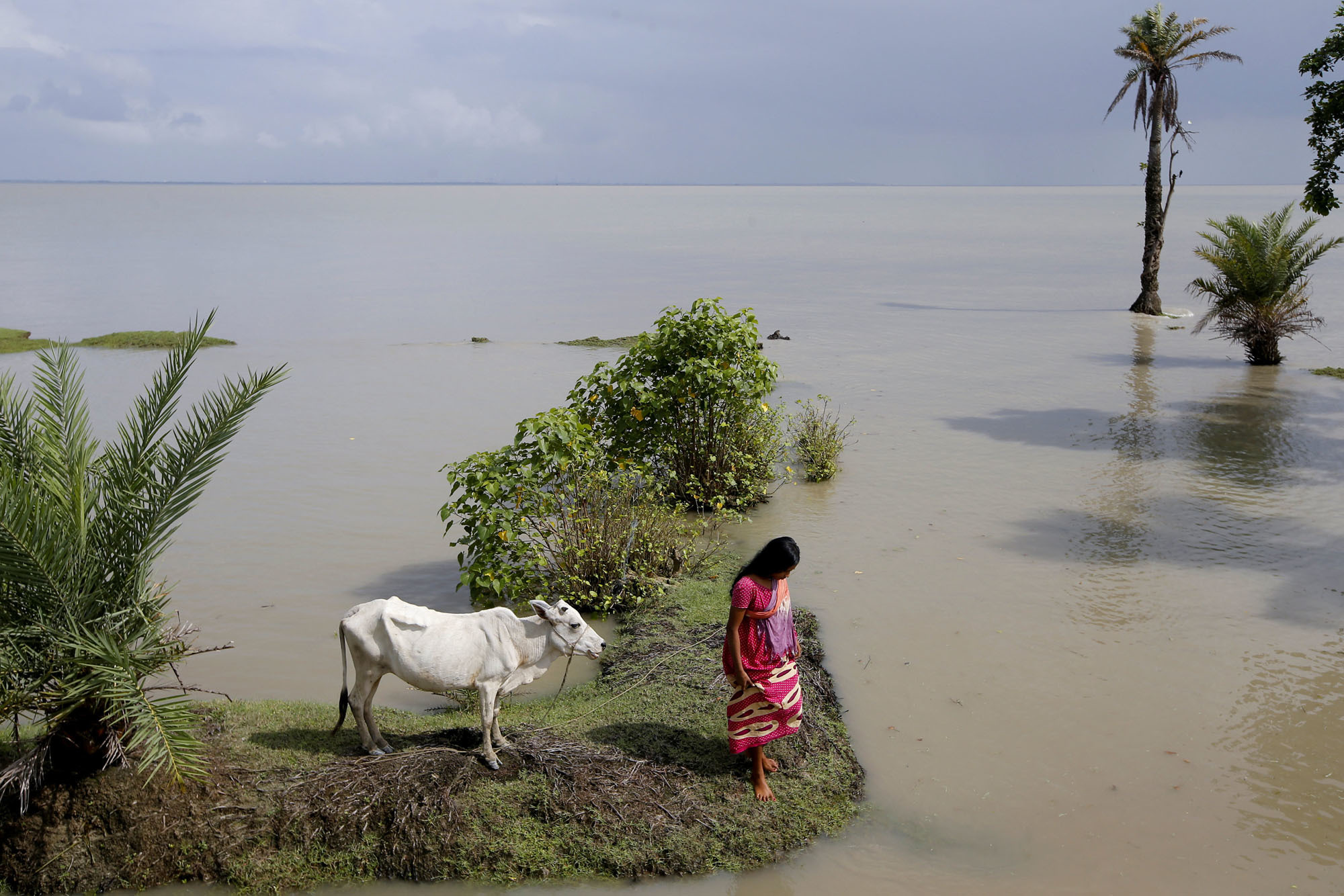 A woman walks toward an embankment after tying her cow to higher ground during high tide on Ghoramara Island, India, in September. Ghoramara has nearly halved in size over the past two decades due to rising seas, according to village elders. &#34;If a tsunami or a big cyclone hits this island we will be finished,&#34; said Sanjib Sagar, village leader on the island 150 kilometers south of Kolkata. | REUTERS