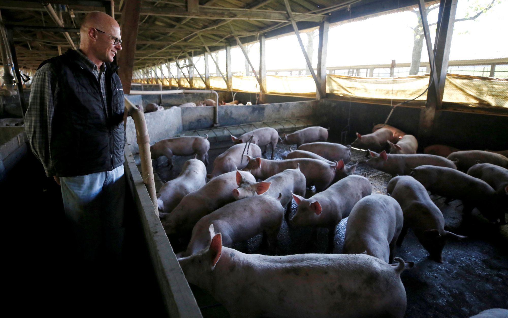 Farmer Wilant Boogaard walks through a pen of pigs at his farm in Carambei, Brazil, in September. | REUTERS