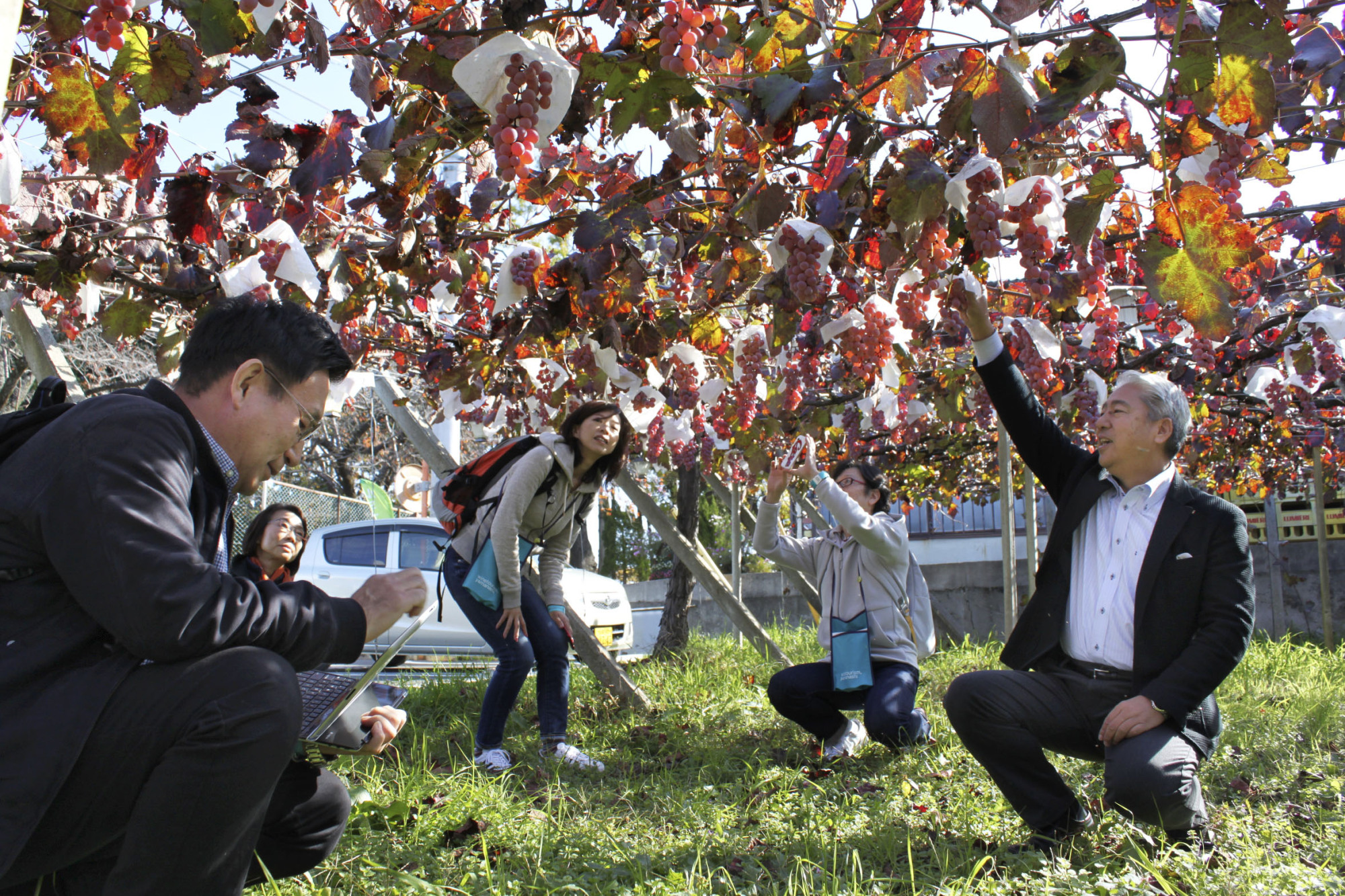 Visitors examine Koshu grapes last month at a winery in Fuefuki, Yamanashi Prefecture. Japanese winemakers hope to expand exports after a free trade agreement between Japan and the European Union enters into force in February. | KYODO