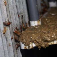 Cockroaches fed with kitchen waste are seen in a cell at a waste-processing facility of Shandong Qiaobin Agriculture Technology on the outskirts of Jinan, China, in October. | REUTERS