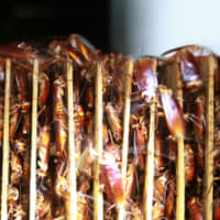 Cockroaches are seen among cardboard shelves at a farm operated by pharmaceutical company Gooddoctor in Xichang, China, in August. | REUTERS