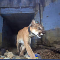 The mountain lion known as P-64 crosses Highway 101 in Agoura Hills, California, on May 22. | U.S. NATIONAL PARK SERVICE / VIA AP