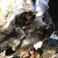 P-64\'s burned paws are seen in Simi Hills on Dec. 3. | U.S. NATIONAL PARK SERVICE / VIA AP