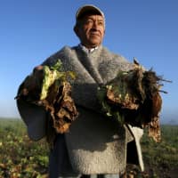 Farmer Carlos Lopez shows lettuce crops damaged by the lack of rain during the El Nino weather phenomenon in the Madrid municipality near Bogota, Colombia in 2016. While flooding and intense rain wreak havoc on several countries in Latin America, El Nino brings other harmful effects to Colombia with severe drought. | REUTERS