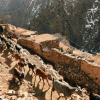 A Morroccan sheperd leads his goats on a path in the village of Taghzirt, in Morocco\'s el-Haouz province in the High Atlas mountains in March. The bodies of two Scandinavian women with cuts to their necks were found in a village in Morocco\'s High Atlas mountains on Monday, the interior ministry said. The tourists, a Danish woman and another from Norway, were found with \"signs of violence\" on their necks caused by a cutting device, the ministry said in a statement. | AFP-JIJI