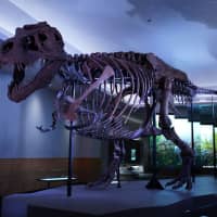 The Tyrannosaurus rex dubbed Sue, the largest and best-preserved example of this well-known meat-eating dinosaur, is pictured in its new exhibition suite at the Field Museum in Chicago in this photo released on Tuesday. | COURTESY MARTIN BAUMGAERTNER / THE FIELD MUSEUM / HANDOUT / VIA REUTERS
