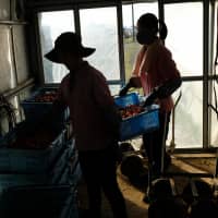 Vietnamese workers stack plastic containers inside a greenhouse at a tomato farm in Asahi, Chiba Pref. on Dec. 16. | BLOOMBERG