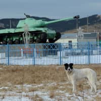 A dog stands in front of a Soviet IS-2 tank, a World War II monument, in the village of Malokurilskoye on the island of Shikotan in 2016. | REUTERS