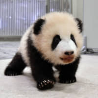 After a naming competition a female giant panda cub, which was born at Adventure World zoo in Shirahama, Wakayama Prefecture, in August, has been named Saihin. | ADVENTURE WORLD / VIA KYODO