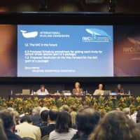 A general meeting of the International Whaling Commission is held in September in Florianopolis, Brazil. Japan plans to announce its withdrawal from the commission on Wednesday. | KYODO