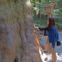 Animism: A visitor touches a tree in the forest at the Grand Shrines of Ise for good luck. | STEPHEN MANSFIELD