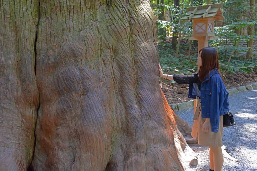 Animism: A visitor touches a tree in the forest at the Grand Shrines of Ise for good luck.