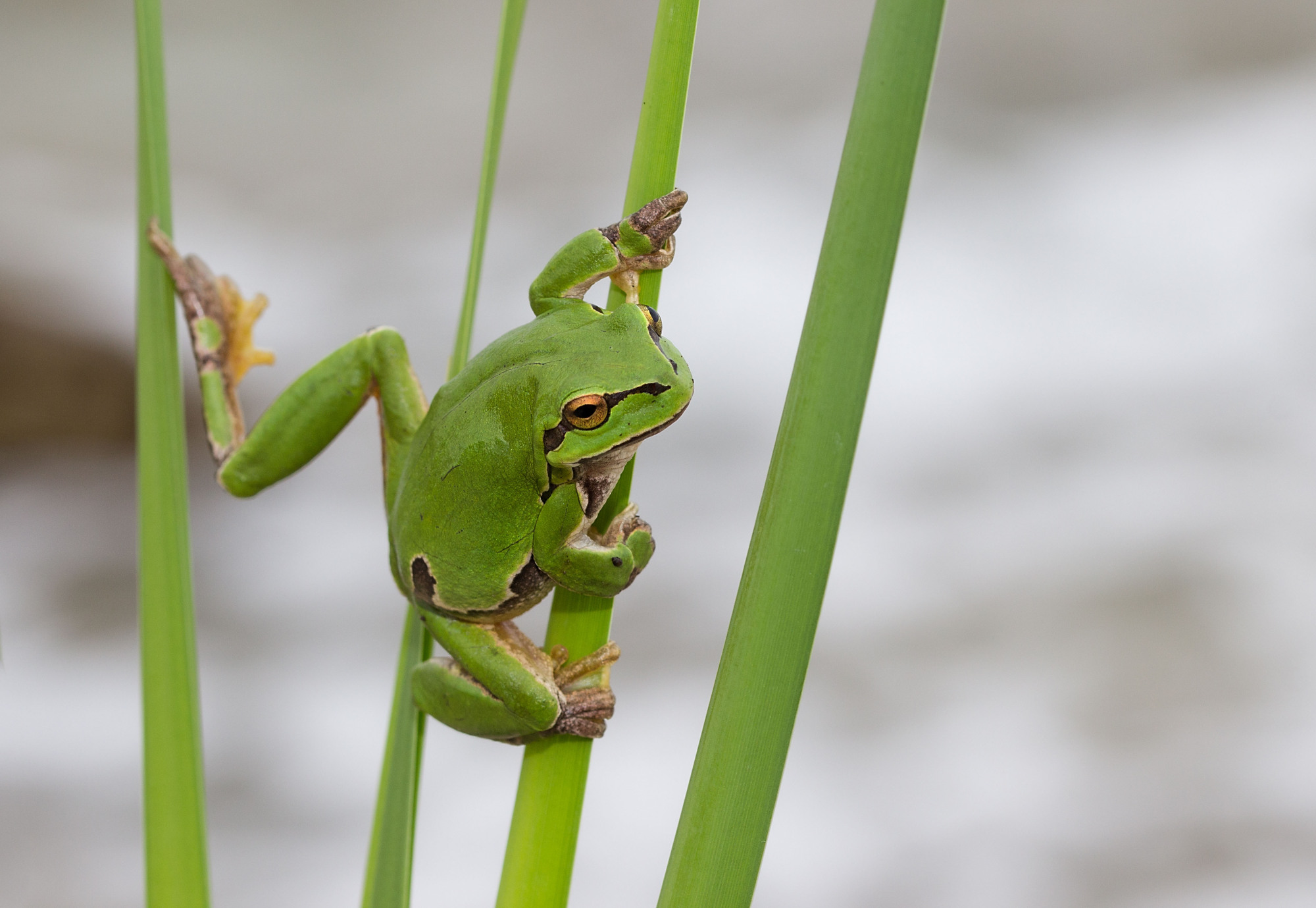 Somehow, they manage to keep holding on. | GETTY IMAGES