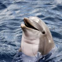 Two organizations plan to take legal action in Japan that argues the law has erroneously classified dolphins as fish. Japanese law accords a higher standard of protection to mammals, and most must be slaughtered in a way that minimizes their suffering. | GETTY IMAGES