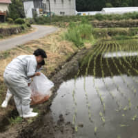 Waste not: Students of Sera High School in Sera, Hiroshima Prefecture, release carp fry, which had been rejected by nishikigoi (multicolored carp) farms, into rice paddies to help control pests and weeds. | COURTESY OF SERA HIGH SCHOOL