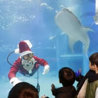 Santa Claus swims with a whale shark at Osaka Aquarium Kaiyukan in the city of Osaka earlier this week. The event takes place at the attraction three times each day. | KYODO