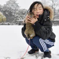 Winter wonderlandA girl plays with her rabbit in the snow near Nagoya Castle in Aichi Prefecture on Saturday. Heavy snow was expected through Sunday across wide areas of Japan. | KYODO