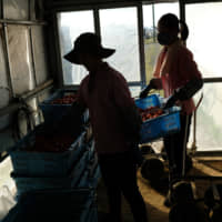 Vietnamese workers stack containers at a tomato farm in Asahi, Chiba Prefecture, in December.  | BLOOMBERG