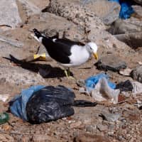 A seagull searches for food between plastic waste on the coastal edge of a beach in Valparaiso, Chile, Oct. 30. | REUTERS