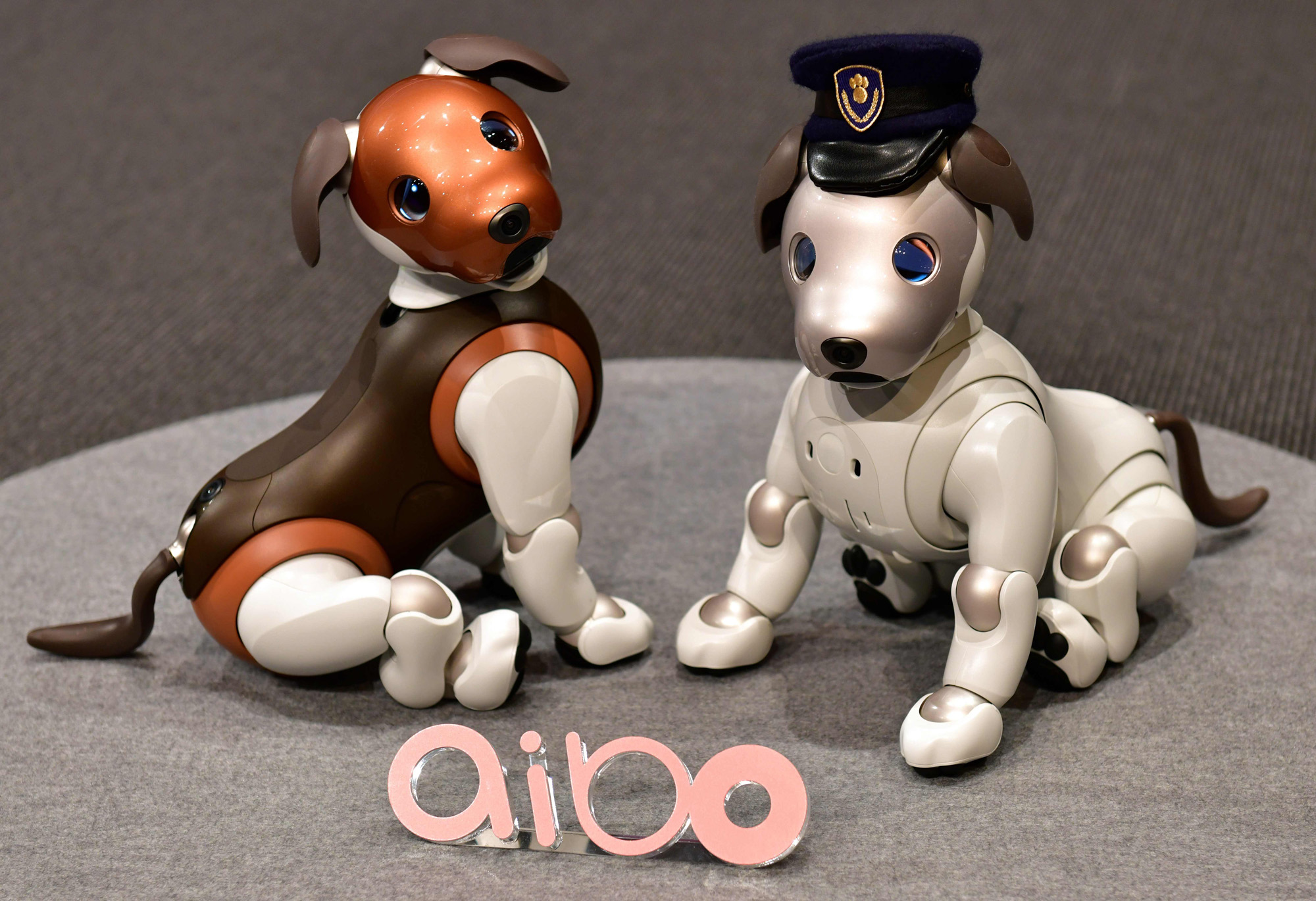 I bo robot dog top