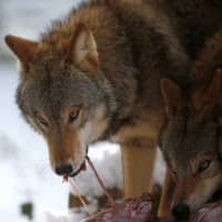 Mongolian wolves devour a deer cadaver at Wolfspark Werner Freund in Merzig, Germany. | REUTERS