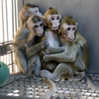 Monkeys cloned from a gene-edited macaque with circadian rhythm disorders are seen in a lab at the Institute of Neuroscience of Chinese Academy of Sciences in Shanghai on Jan. 18. | REUTERS