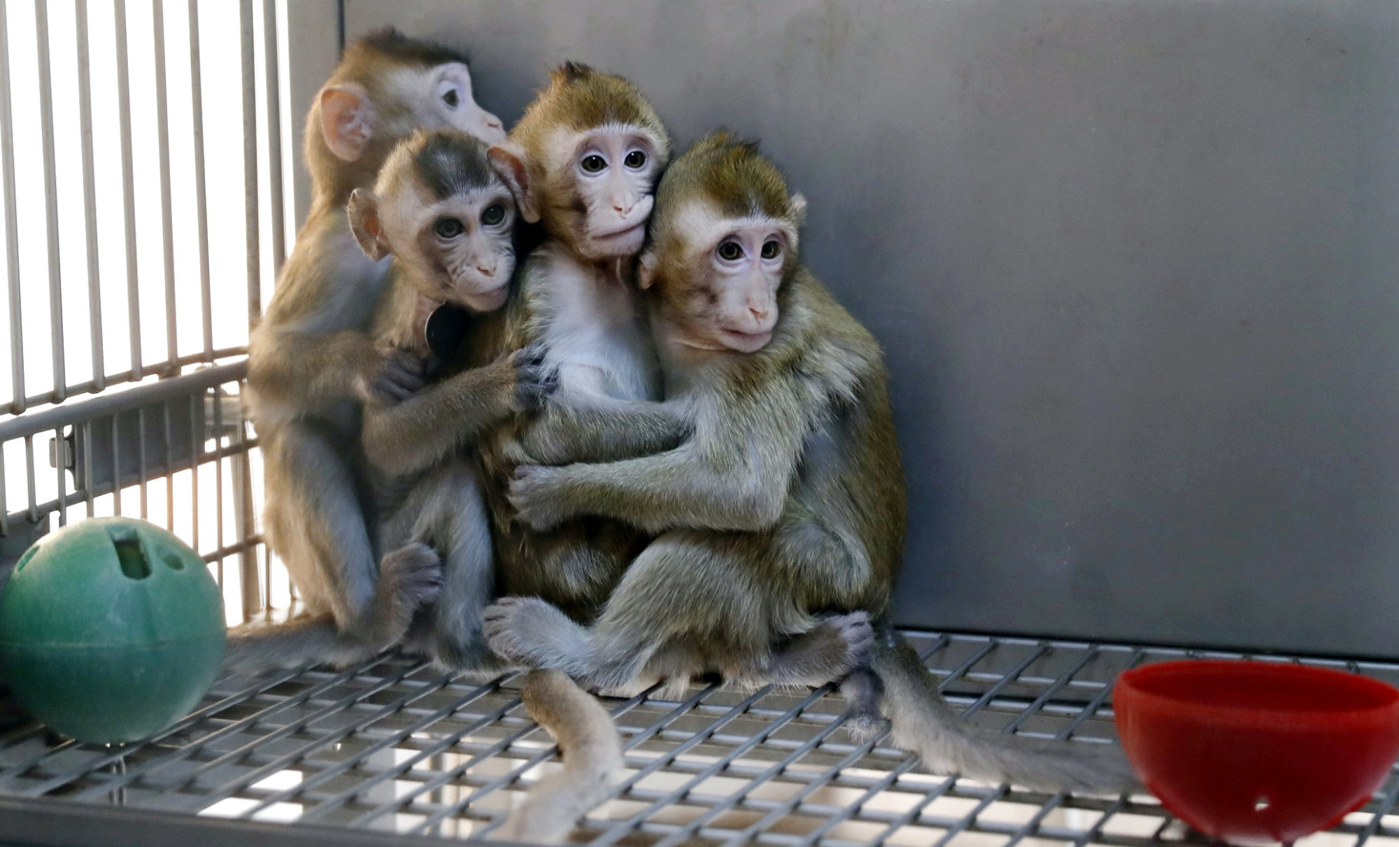 Monkeys cloned from a gene-edited macaque with circadian rhythm disorders are seen in a lab at the Institute of Neuroscience of Chinese Academy of Sciences in Shanghai on Jan. 18. | REUTERS