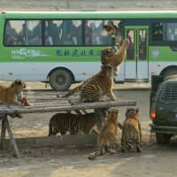 Visitors watch from a bus as Siberian tigers try to catch a chicken at the Siberian Tiger Park in Harbin, China, on Dec. 27, 2011. | REUTERS