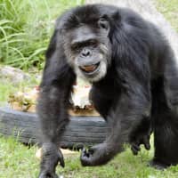 Japan\'s oldest chimpanzee, Johnny, died Tuesday at a zoo in Kobe at the estimated age of 69. | OJI ZOO VIA KYODO