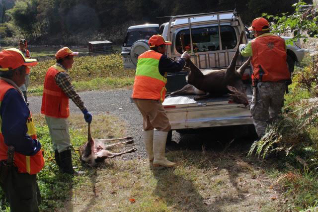 Hunters in Sasayama, Hyogo Prefecture, load deer after a recent hunt. The nationwide hunting season for wild boar and deer, which cause large amounts of agricultural damage, lasts until March 15. | SASAYAMA CITY HALL