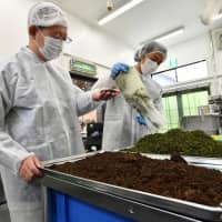 Brewer Yuji Shimada and his assistant sort used green tea and black tea leaves, which will be recycled as fertilizer. Shimada designed the kombucha brewery to be ecologically friendly, striving to produce minimum waste. | YOSHIAKI MIURA