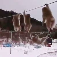 This video footage of monkeys walking across electric wire, posted online by a Twitter user, has been played some 900,000 times. | KYODO