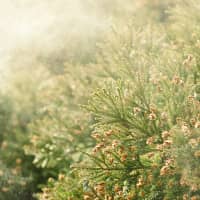 This spring\'s pollen season is projected to arrive in mid-February in much of Japan. | GETTY IMAGES