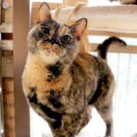 Good luck charm: Herb is a tortoiseshell cat, a breed thought to bring its owners good fortune. | MACHIKO NAKANO