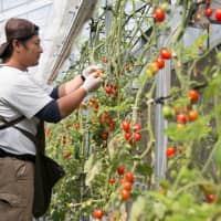 One of Apure\'s staff members harvests hydroponically grown mini tomatoes. | APURE INC.