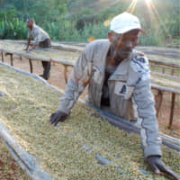 Coffee farmers dry coffee beans in Biloya village, Yirgacheffe, Ethiopia, in 2007. | BLOOMBERG