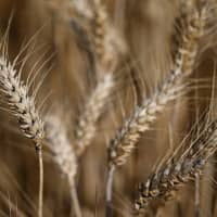 Although about 6,000 plant species can be used for food, only nine make up most of the world\'s total crop production. | REUTERS