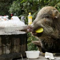 A wild boar holds a plastic lid in its mouth as it eats leftovers from a barbecue pit at Aberdeen Country Park in Hong Kong on Jan. 27. | REUTERS