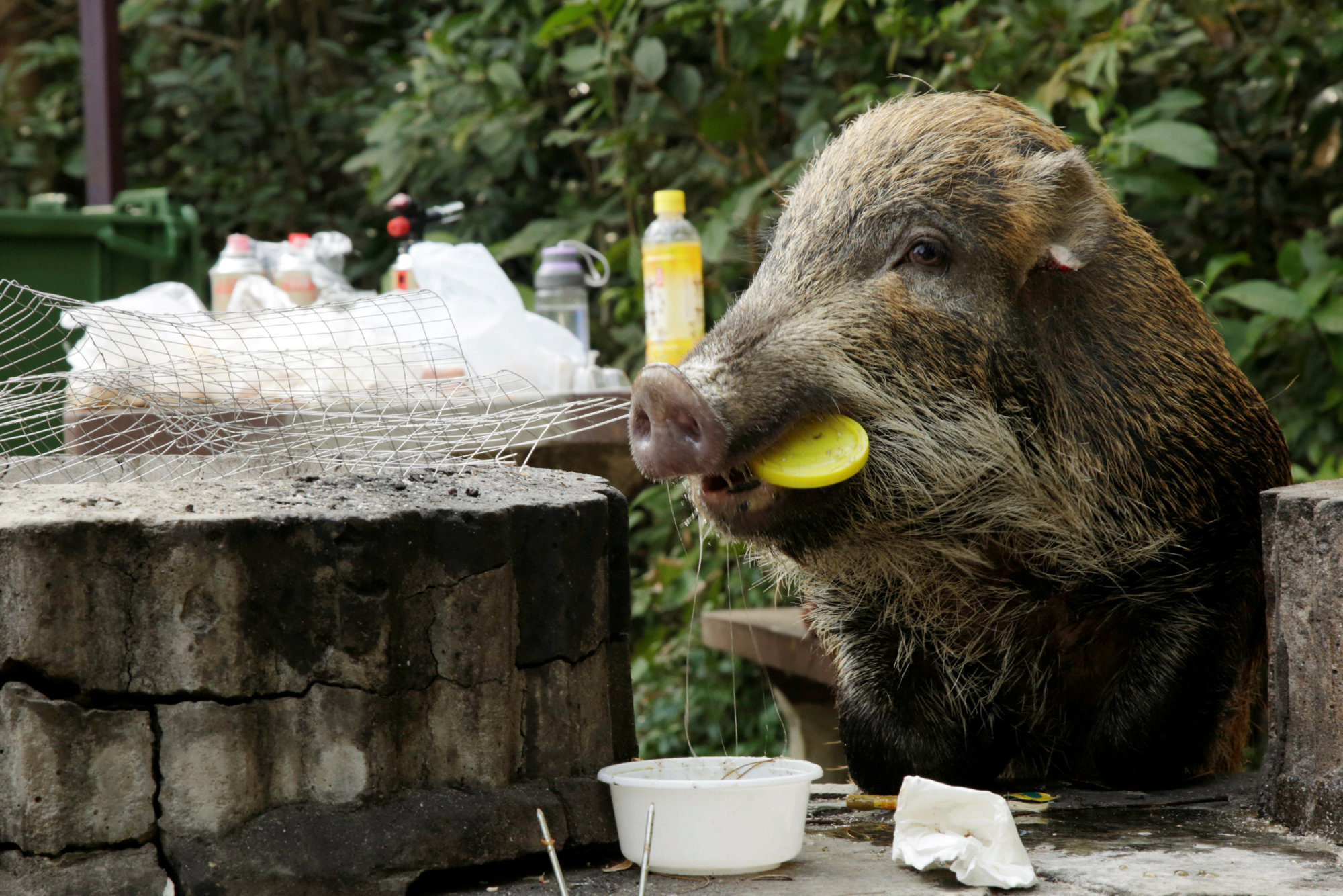 A wild boar holds a plastic lid in its mouth as it eats leftovers from a barbecue pit at Aberdeen Country Park in Hong Kong on Jan. 27. | REUTERS