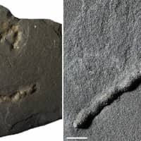 Tubular structures found in black shale from a quarry in Gabon dating from 2.1 billion years ago &#8212; providing evidence of the earliest-known mobile organisms on Earth &#8212; are shown in Poitiers, France, in this undated handout photo obtained Monday. | BDERRAZAK ALBANI / IC2MP / CNRS / UNIVERSITE DE POITIERS / VIA REUTERS