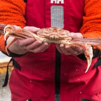 A fisherman holds a snow crab in Kjoellefjord, Norway. | NTB SCANPIX/TERJE BENDIKSBY / VIA REUTERS
